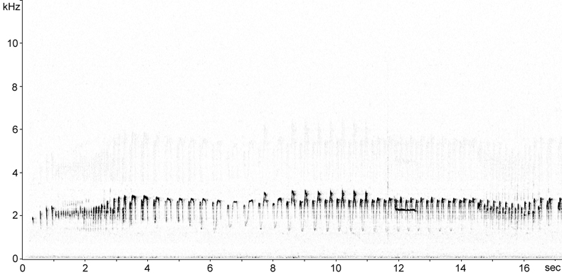 Sonogram of Oystercatcher song at night