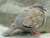 Pacific Dove