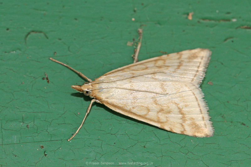 Pale Straw Pearl (Udea lutealis) © Fraser Simpson