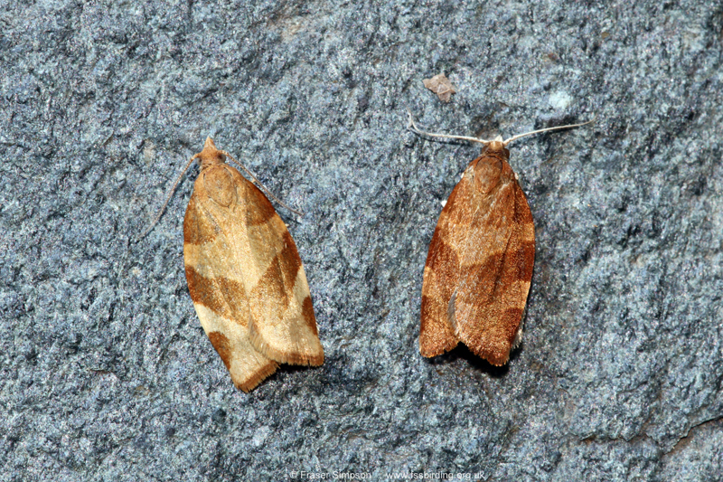 White-faced Tortrix (Pandemis cinnamomeana)  Fraser Simpson
