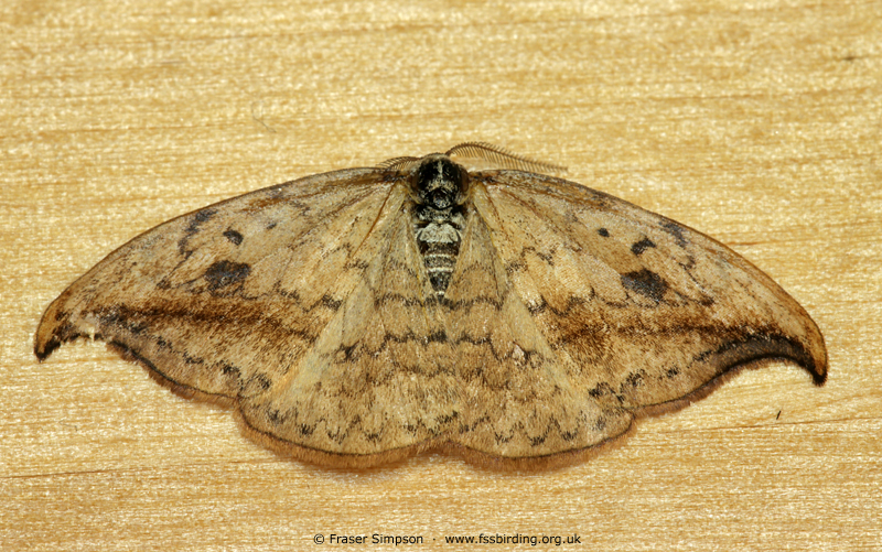 Pebble Hook-tip�(Drepana falcataria) � Fraser Simpson