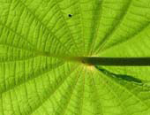 Rainforest Leaf, Peru