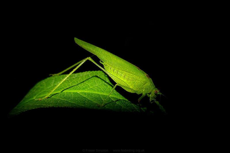 Southern Sickle-bearing Bush-cricket (Phaneroptera nana) © Fraser Simpson