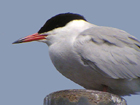 Phonescoped Common Tern