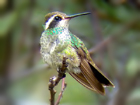 Phonescoped White-eared Hummingbird