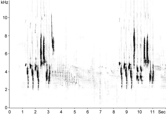 Sonogram of Pied Flycatcher song