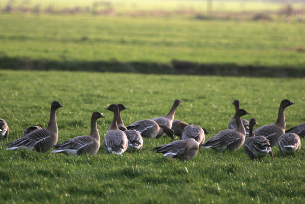 Pink-footed Geese ©2005 Fraser Simpson