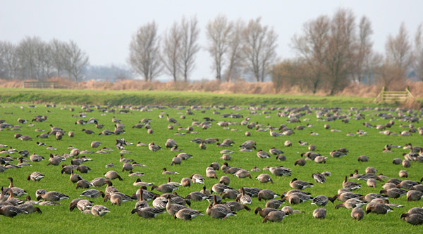 Pink-footed Geese ©2005 Fraser Simpson