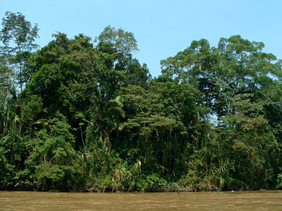 Gallery Forest, Rio Cushabatay
