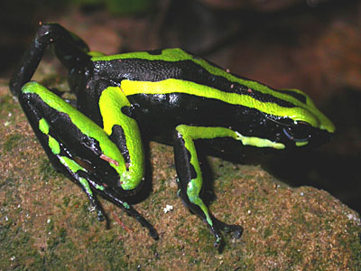 Poison-dart Frog