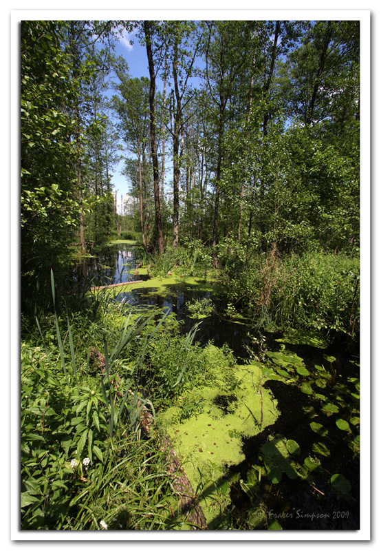 Krynica alder swamp, Bialowieza Forest © 2009 Fraser Simpson