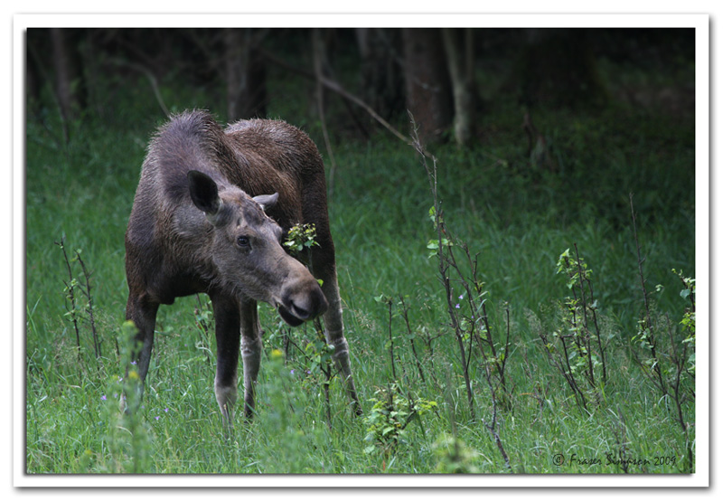 Elk, Alces alces © 2009 Fraser Simpson