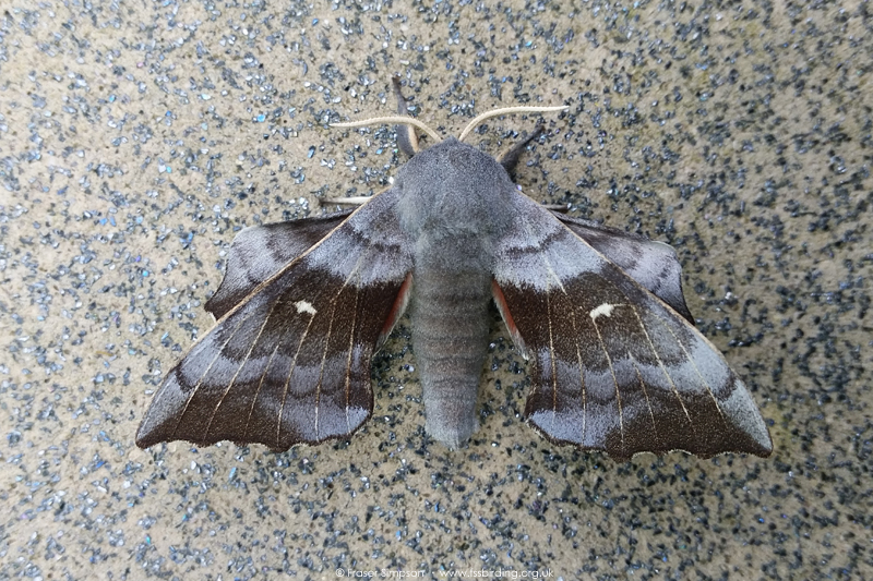 Poplar Hawk-moth (Laothoe populi) © Fraser Simpson