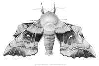 Poplar Hawk-moth drawing © Fraser Simpson