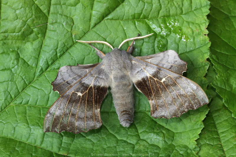 Poplar Hawk-moth (Laothoe populi)  Fraser Simpson
