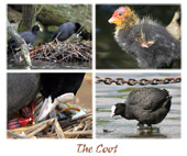 The Coot 01