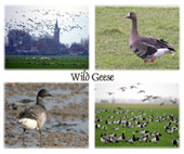 Wild Geese 01