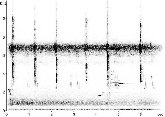 Sonogram of Florida Prairie Warbler call