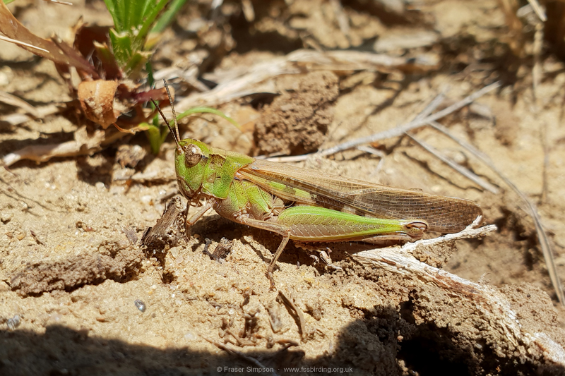 Puissant's Green-winged Grasshopper (Aiolopus puissanti), Atlanterra © Fraser Simpson