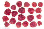 Perthshire Raspberries