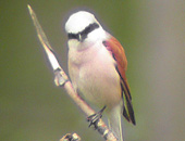 Red-backed Shrike