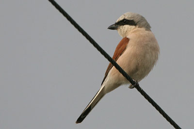 Red-backed Shrike (male), Epanomi  2005  F. S. Simpson