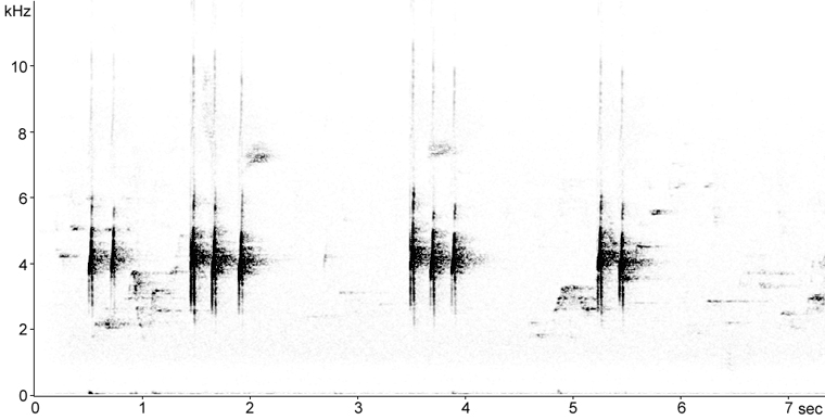 Sonogram of Black-capped Chickadee calls