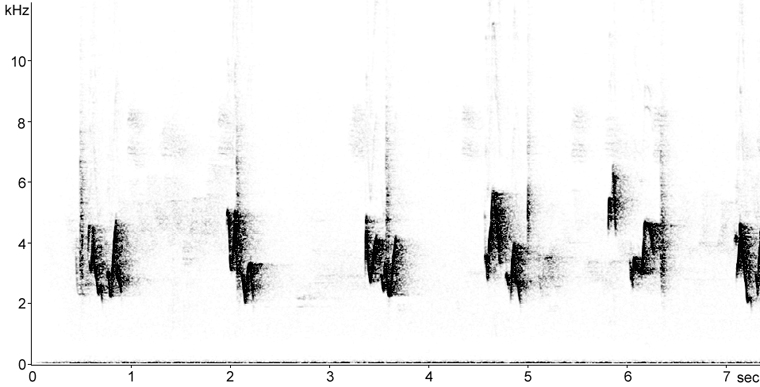 Sonogram of Red-eyed Vireo song