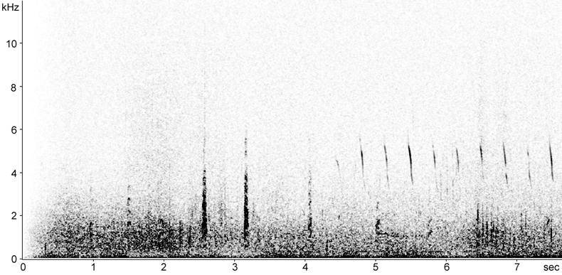 Sonogram of Red Grouse calls