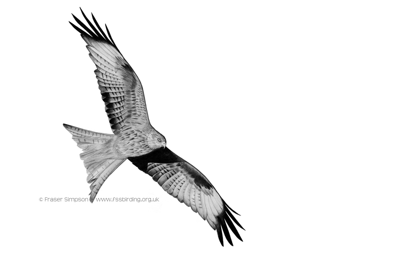 Red Kite drawing � Fraser Simpson