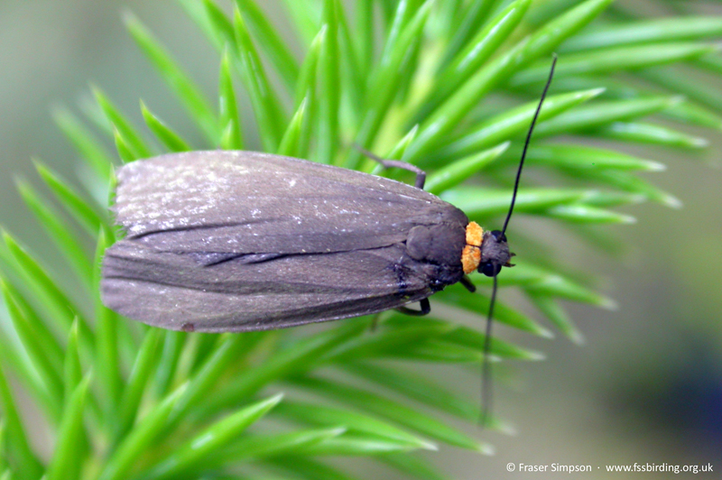72.042  Red-necked Footman (Atolmis rubricollis), Darvel, Ayrshire, Scotland, 8 July 2007 � Fraser Simpson