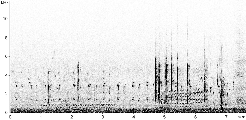 Sonogram of Red-necked Phalarope calls