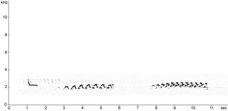 Sonogram of Redshank song and calls at night