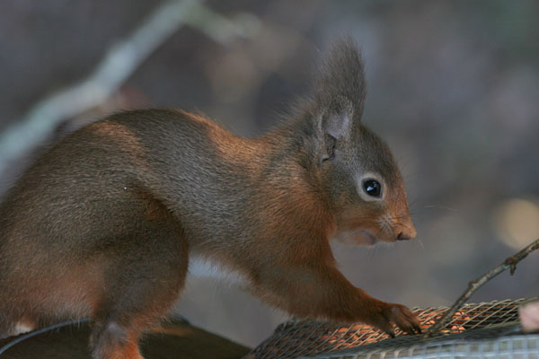 Red Squirrel ©2005 Fraser Simpson