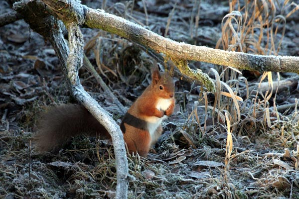 Red Squirrel ©2005 Fraser Simpson