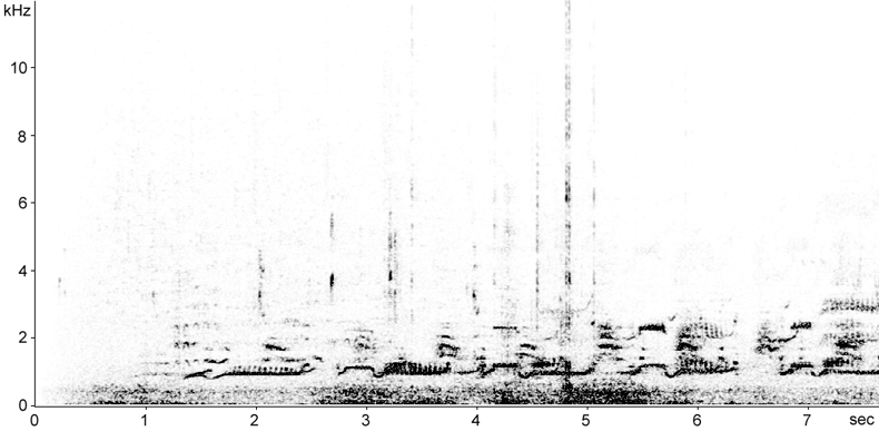 Sonogram of Red-throated Diver duetting song