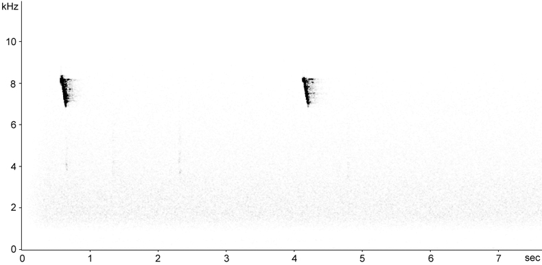 Sonogram of Red-throated Parrotfinch calls
