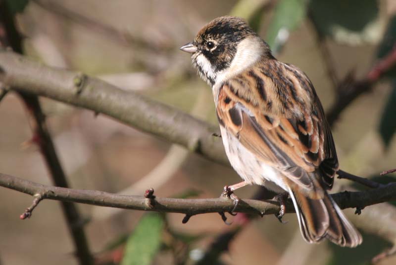 Reed Bunting (male)  2005  F. S. Simpson