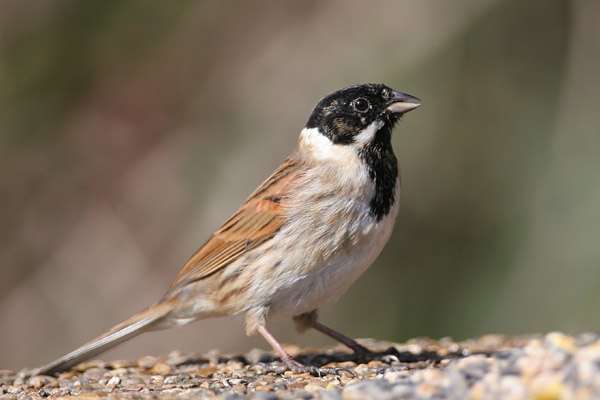 Reed Bunting ©2006 Fraser Simpson