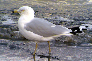Ring-billed Gull �2006 Fraser Simpson