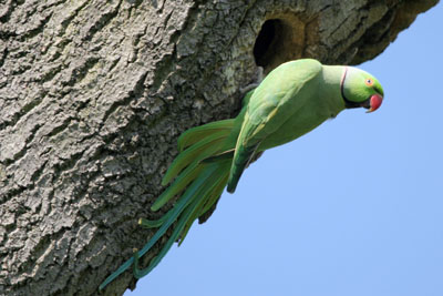Ring-necked Parakeet at nest hole © 2005  F. S. Simpson