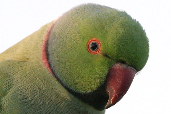 Ring-necked Parakeet ©2005 Fraser Simpson