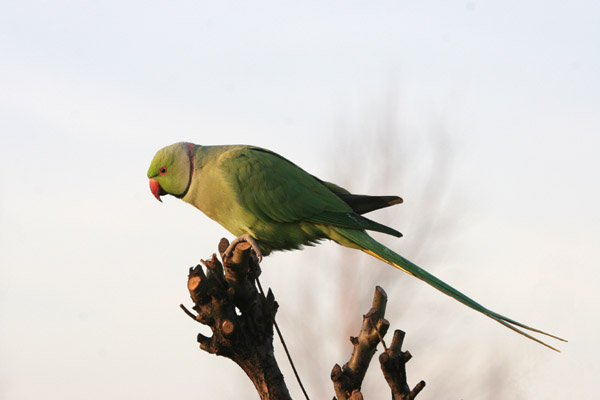 Ring-necked Parakeet ©2005 Fraser Simpson