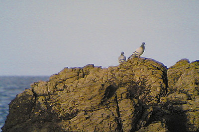 Phonescoped Rock Dove 2006 Fraser Simpson