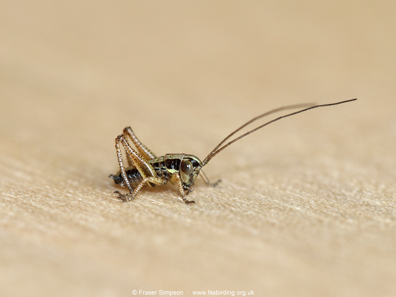 Roesel's Bush-cricket (Roeseliana roeselii) nymph © Fraser Simpson