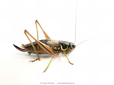Roesel's Bush-cricket (Roeseliana roeselii) - female � Fraser Simpson