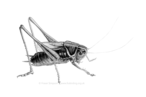 Roesel's Bush-cricket drawing © Fraser Simpson