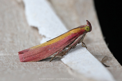 Rosy-striped Knot-horn (Oncocera semirubella) © Fraser Simpson