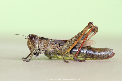 Rufous Grasshopper/White-clubbed Grasshopper (Gomphocerippus rufus) � Fraser Simpson
