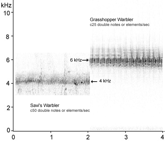 Sonogram comparing Savi's & Grasshopper Warbler song
